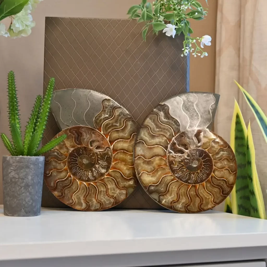Ammonite spiral pair home decoration